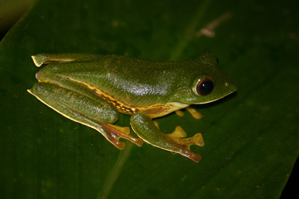 F Frog Fly Fox Fish