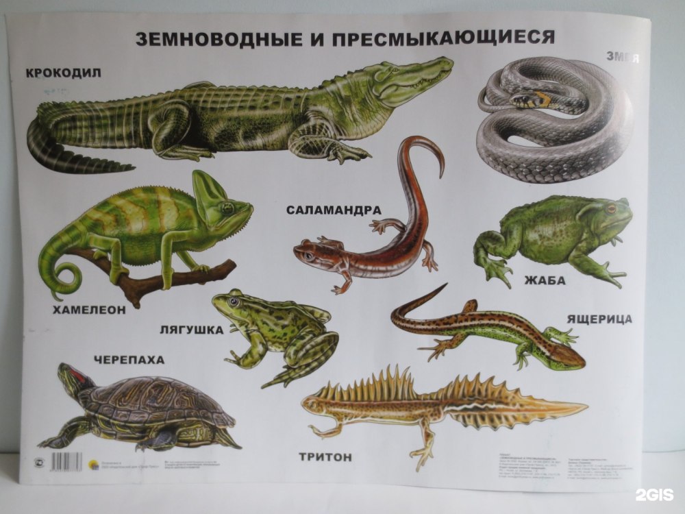 Представители пресмыкающихся