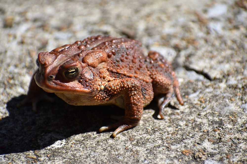 Amietophrynus superciliaris