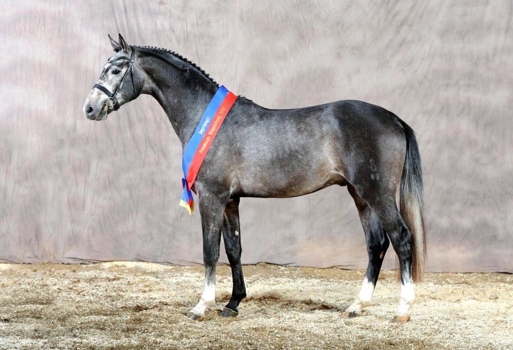 Stallion Classic