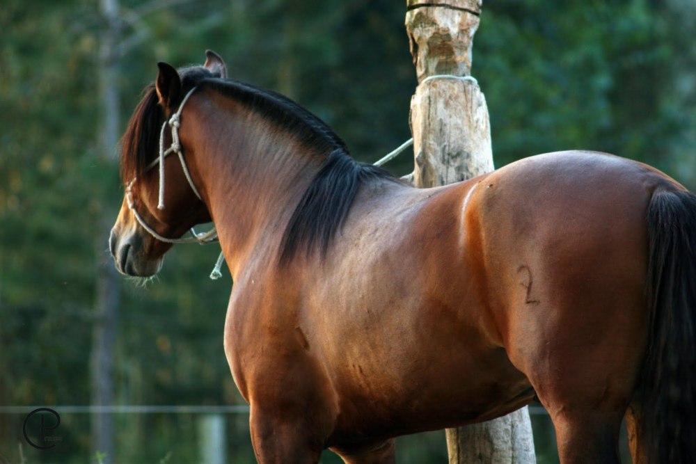 Types of Horses