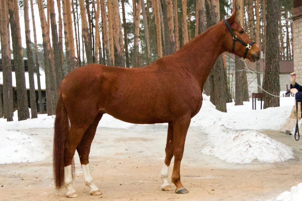 Порода лошадей венгерская полукровная
