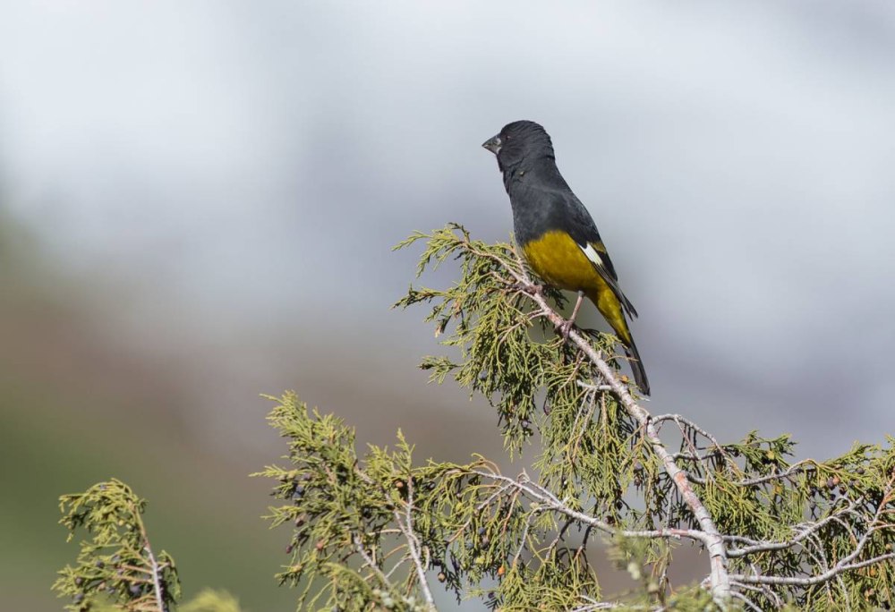Птицы Чуйской области