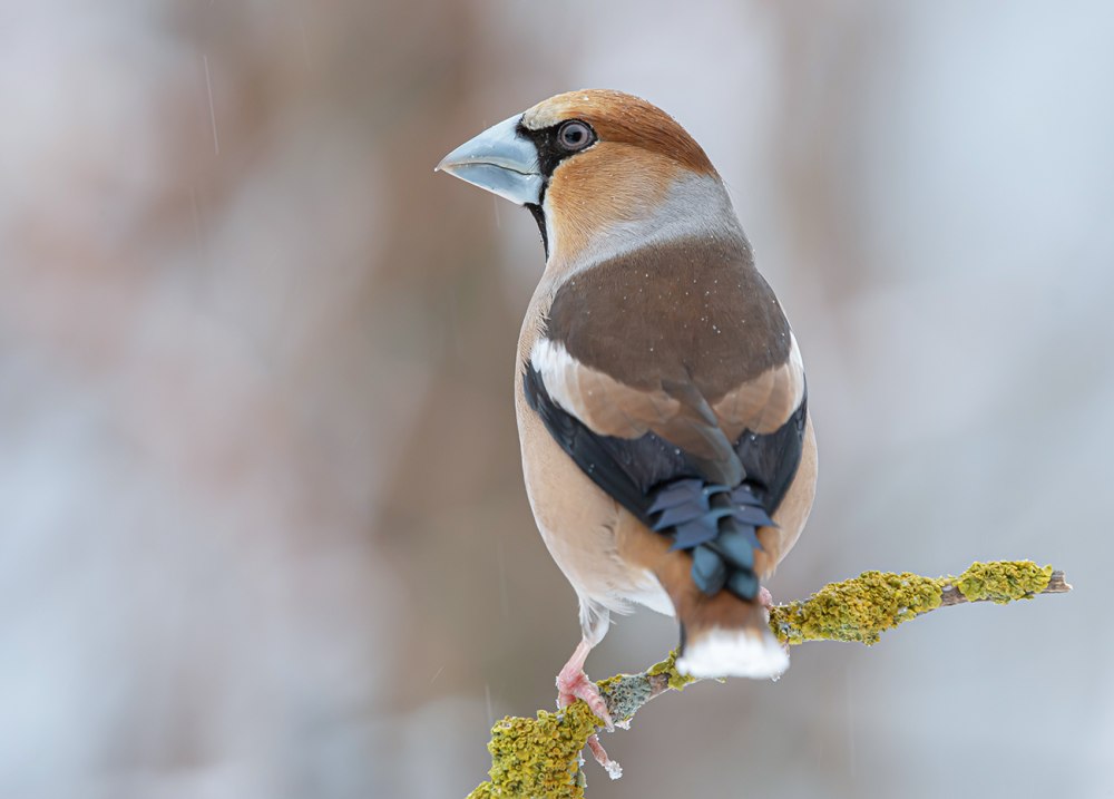 Птицы Челябинской области Дубонос