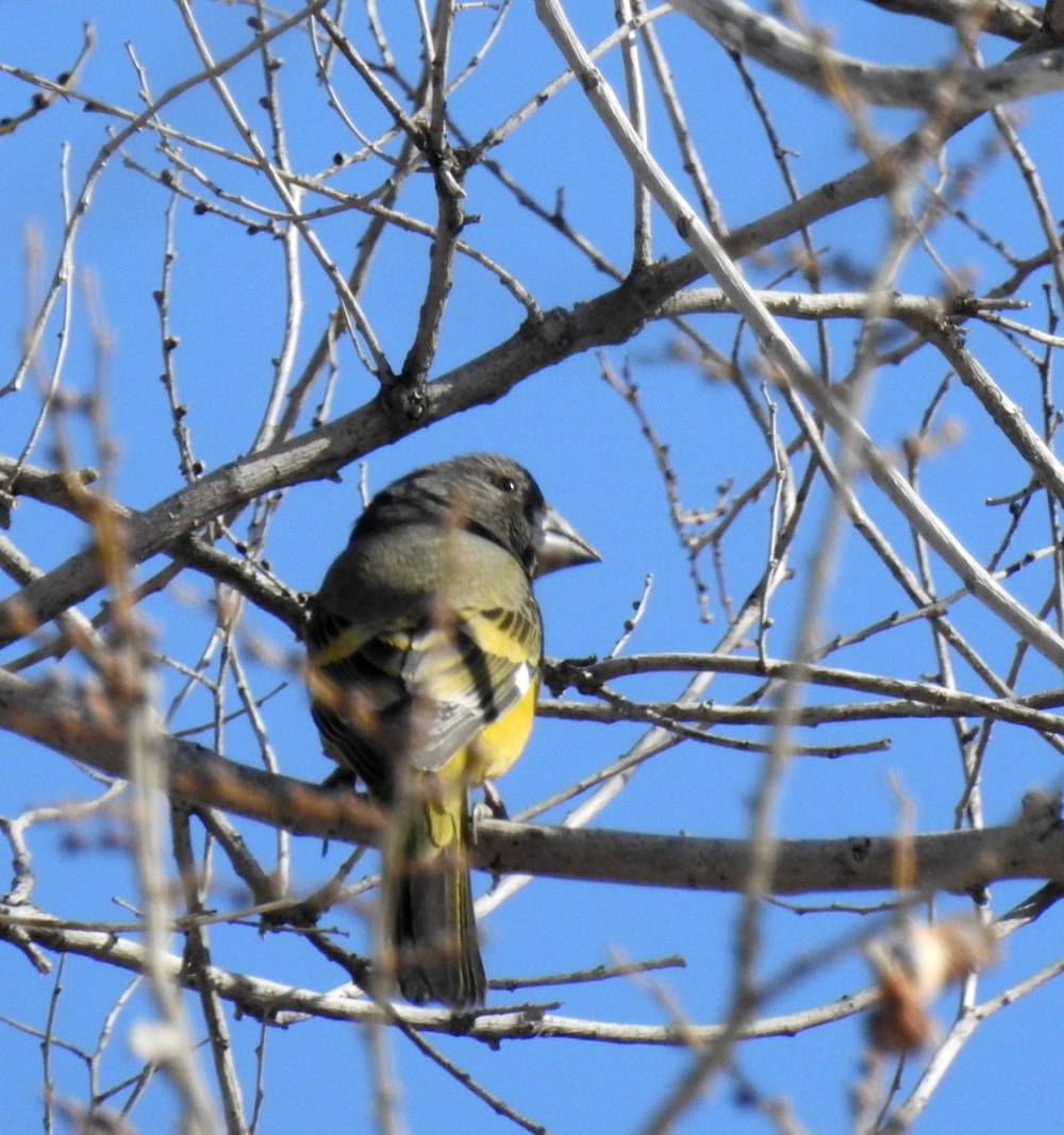Арчовый Дубонос в Кыргызстане