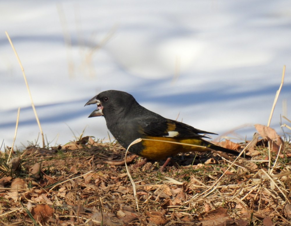 Арчовый Дубонос в Кыргызстане