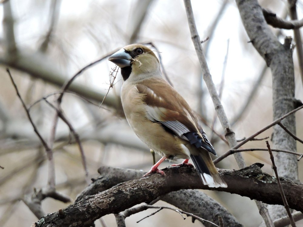 Евгений Дубонос
