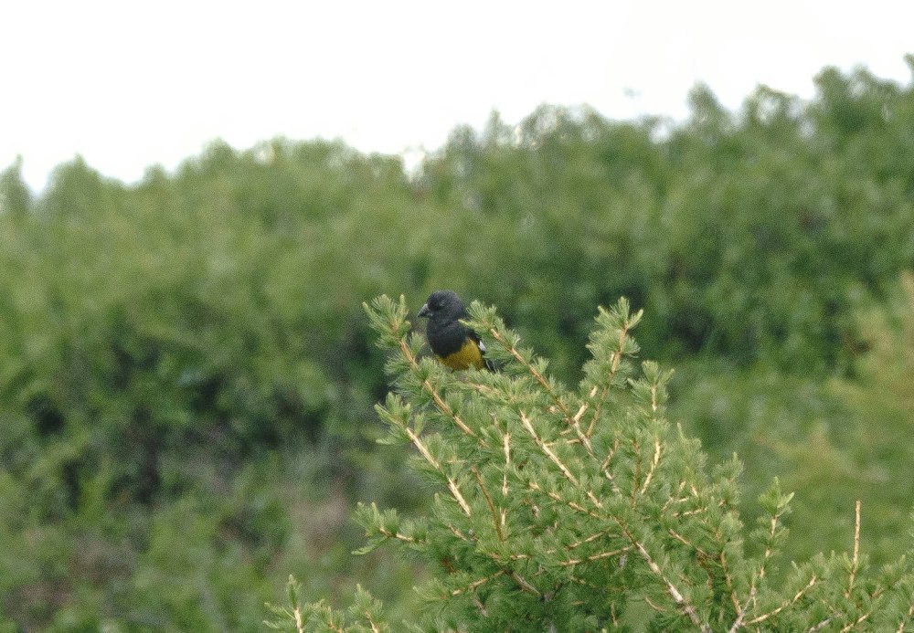 Дубонос в Ленобласти фото