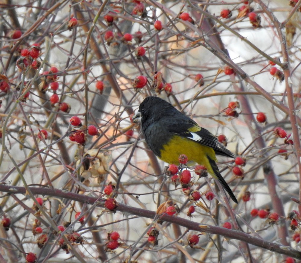 Арчовый Дубонос в Кыргызстане