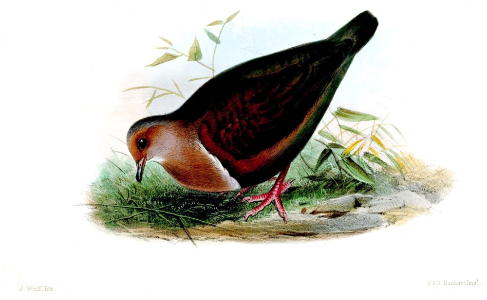 Wetar ground dove