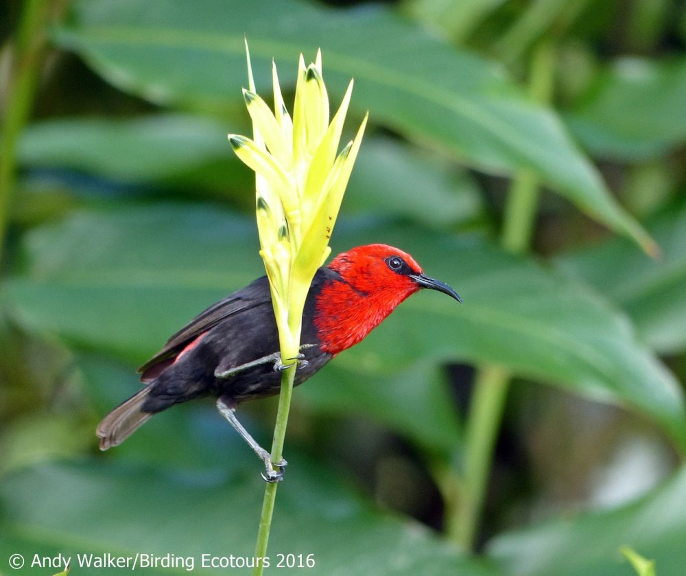 Bird Walker