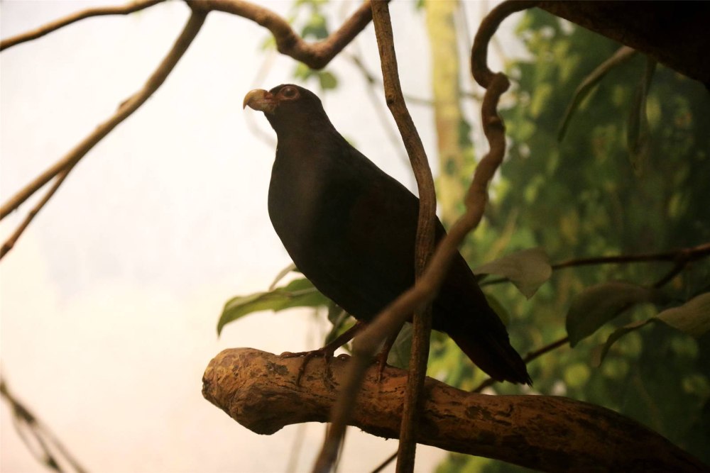 Didunculus strigirostris