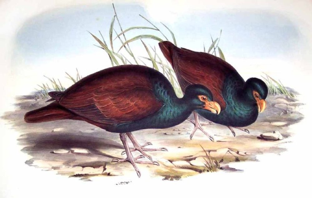 Зубчатоклювый голубь / Didunculus strigirostris