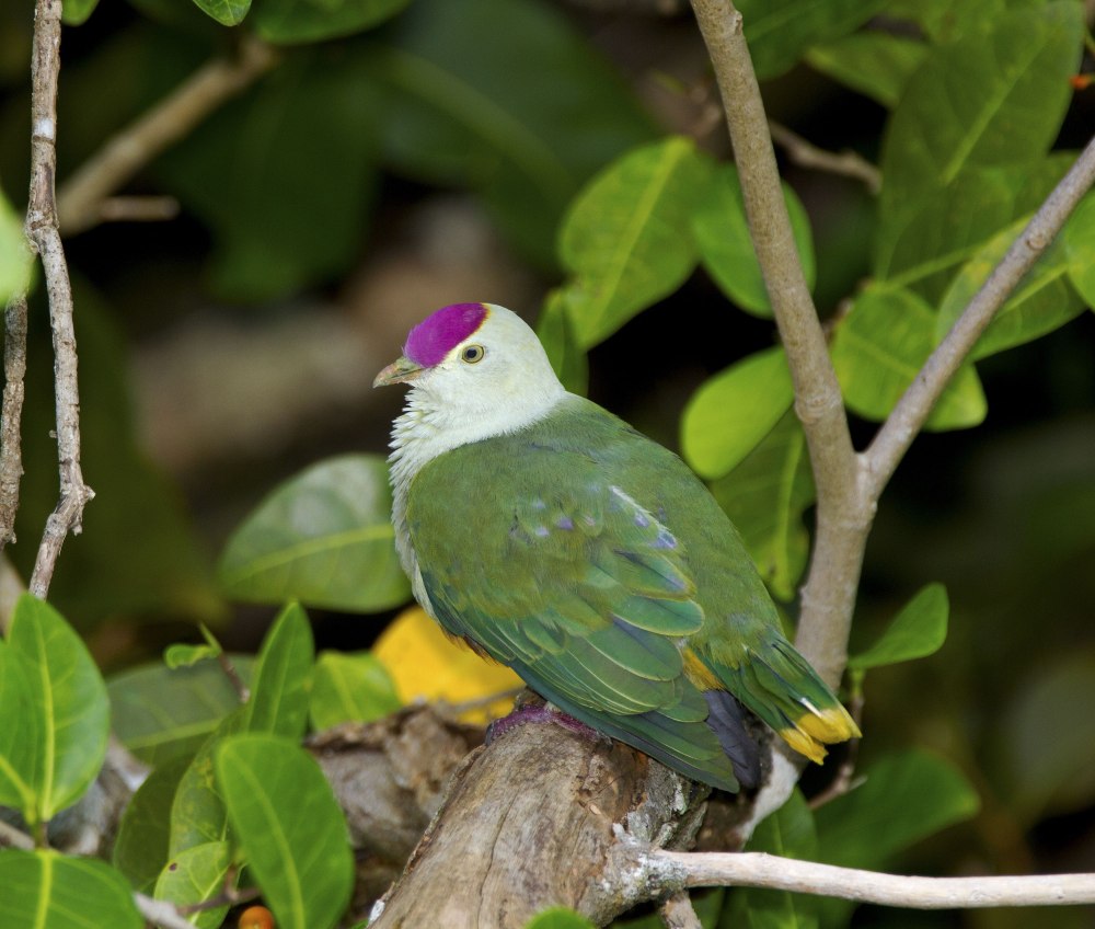 Ptilinopus porphyraceus