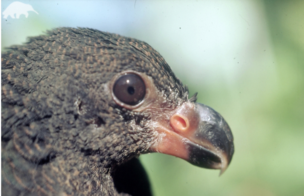 Didunculus strigirostris