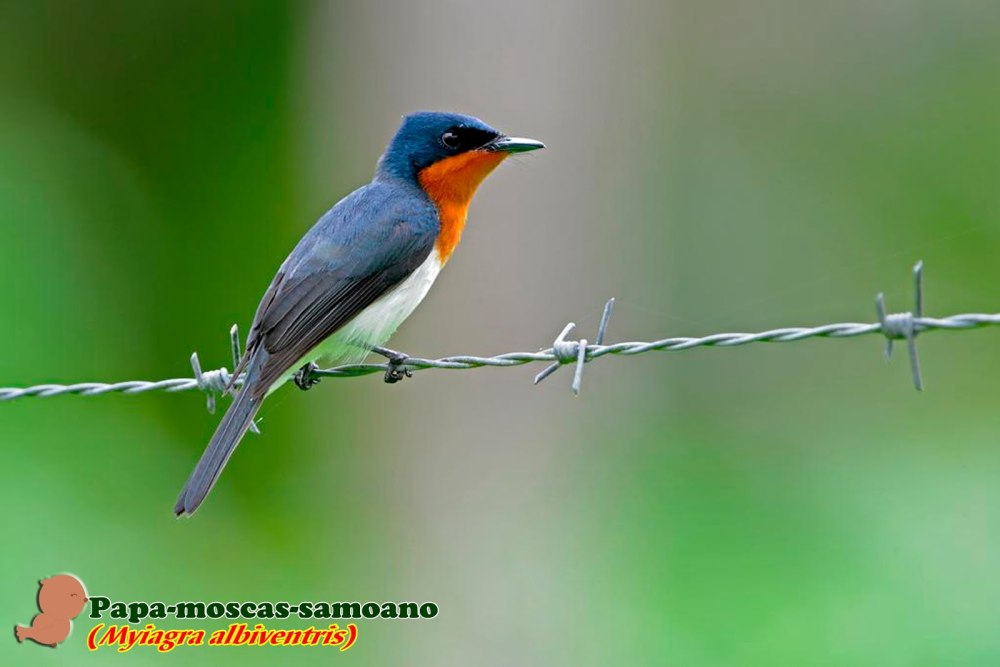 Birds while