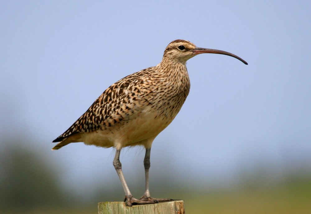 The Bristle-thighed Curlew (Numenius tahitiensis)