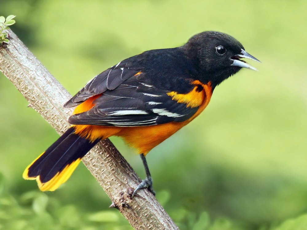 Baltimore Orioles птица