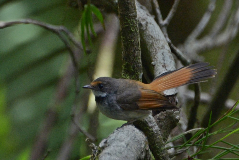 Rhipidura opistherythra