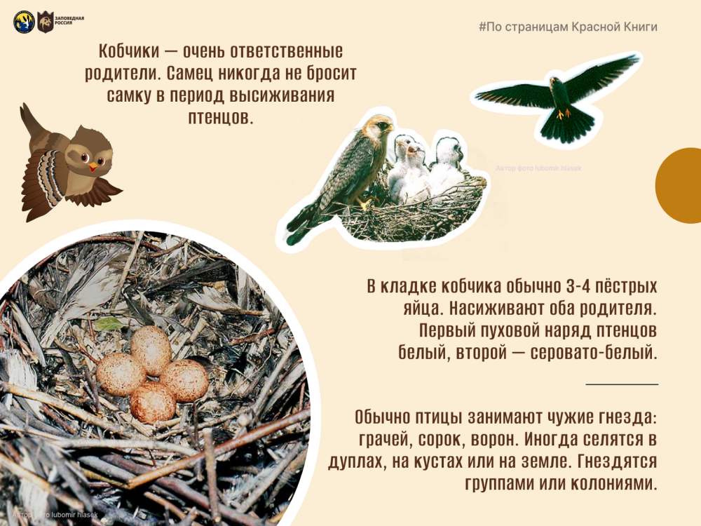 Птицы в красной книге рязанской области