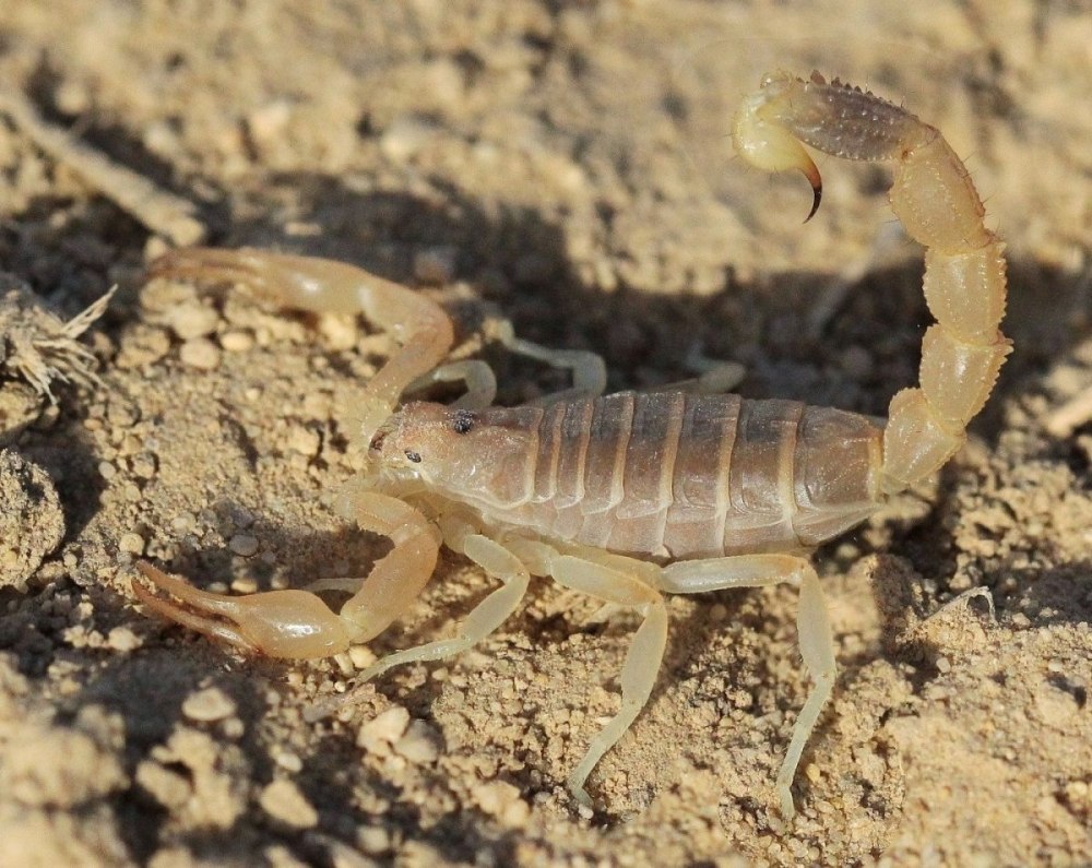 Скорпион Mesobuthus eupeus