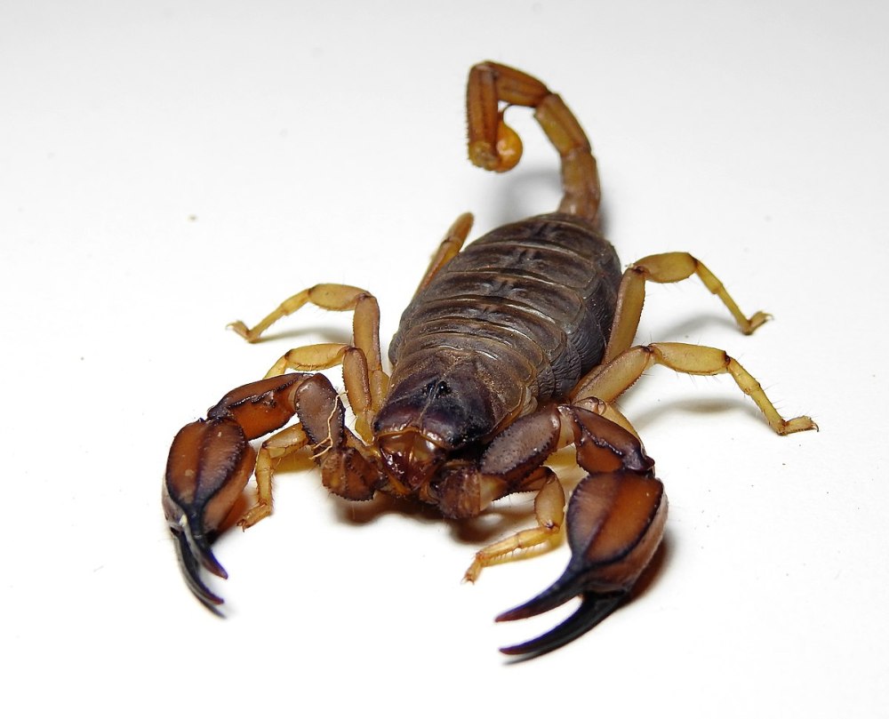 Range of Scorpion
