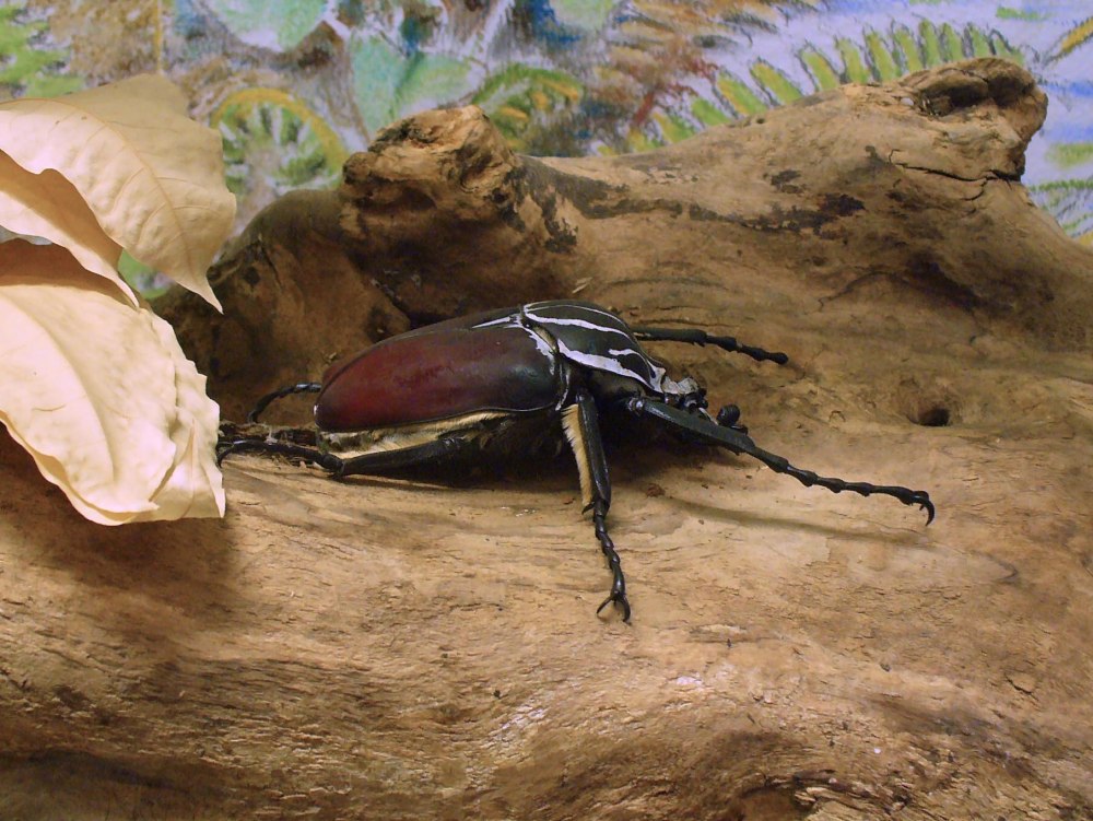 Королевский Голиаф