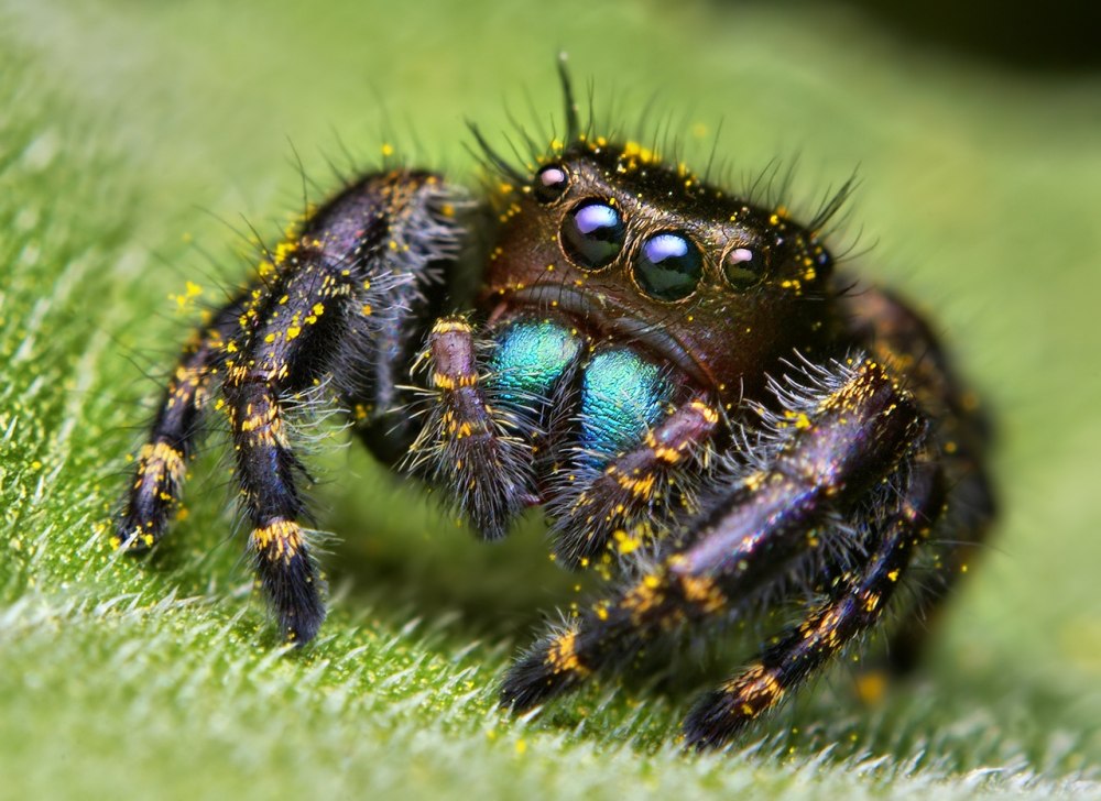 Phidippus Audax (паук-скакун)