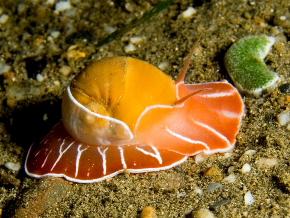 Брюхоногие морские улитки