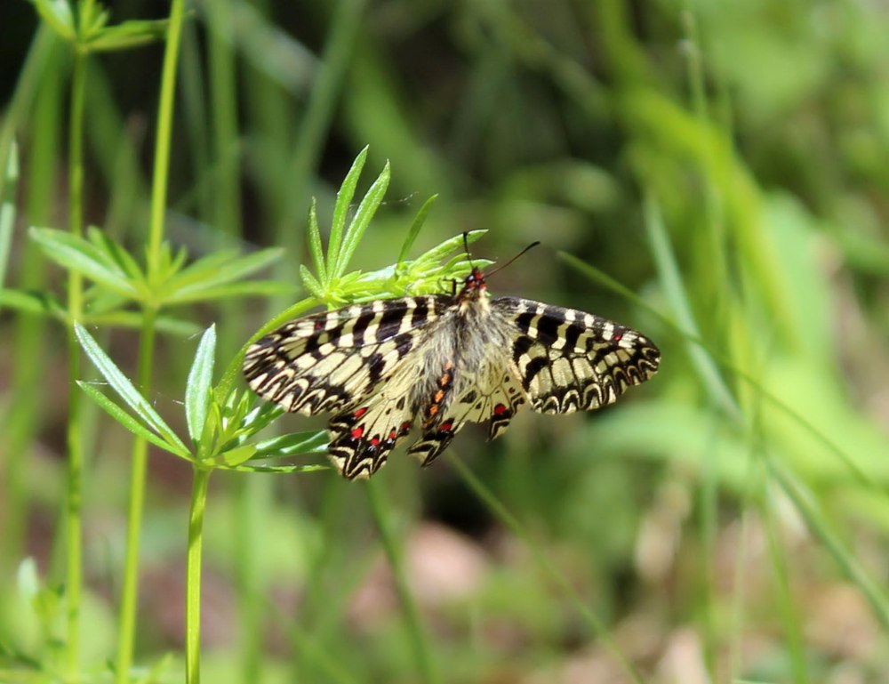 Polyxena ensifolia