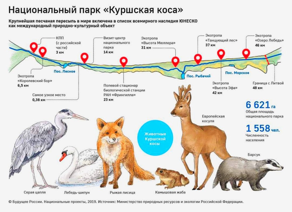 Национальный парк Куршская коса животный мир