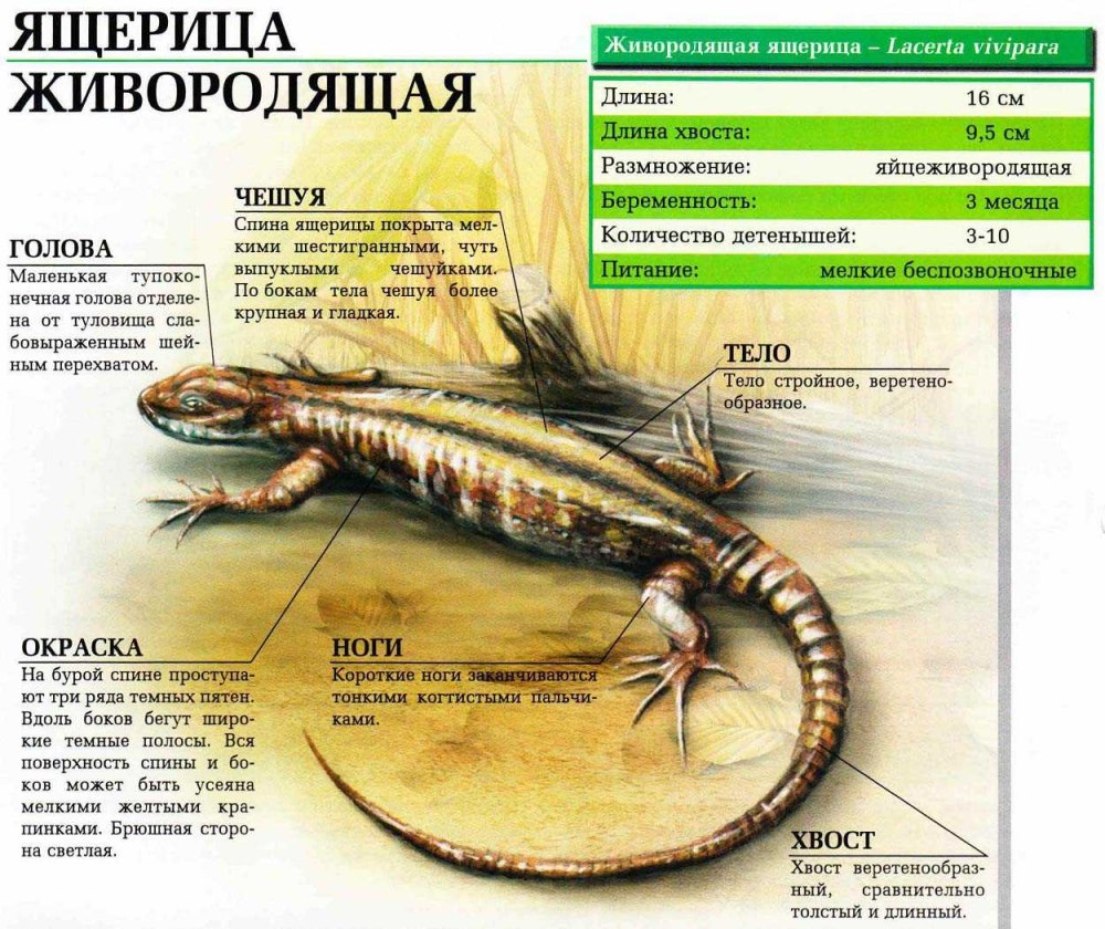 Живородящая ящерица систематика