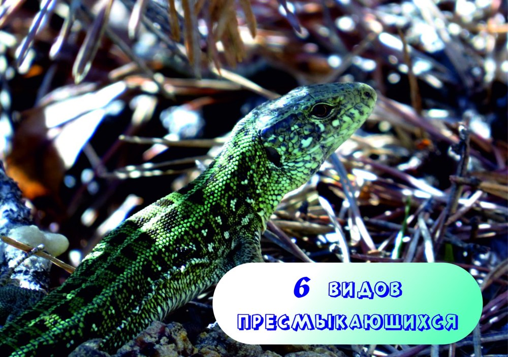 Пресмыкающие Курильском заповедник