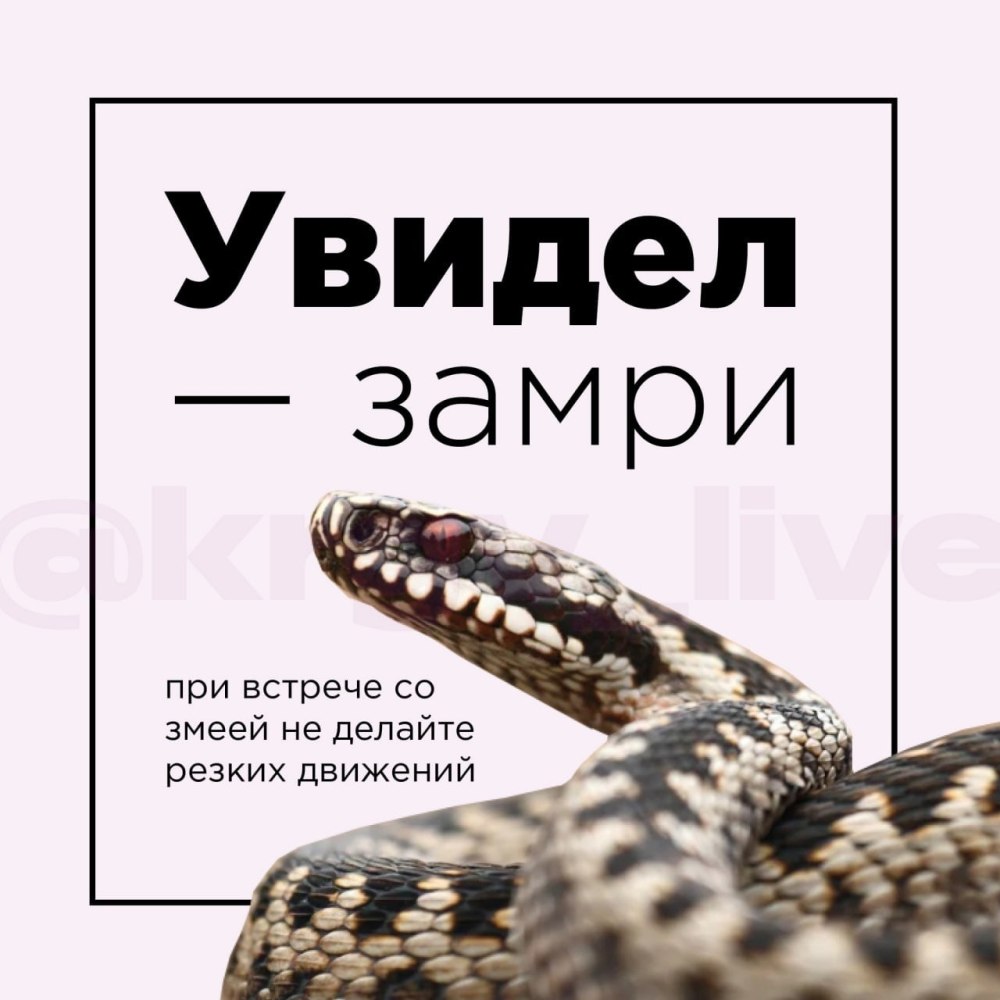 Змеи появились на одном месте