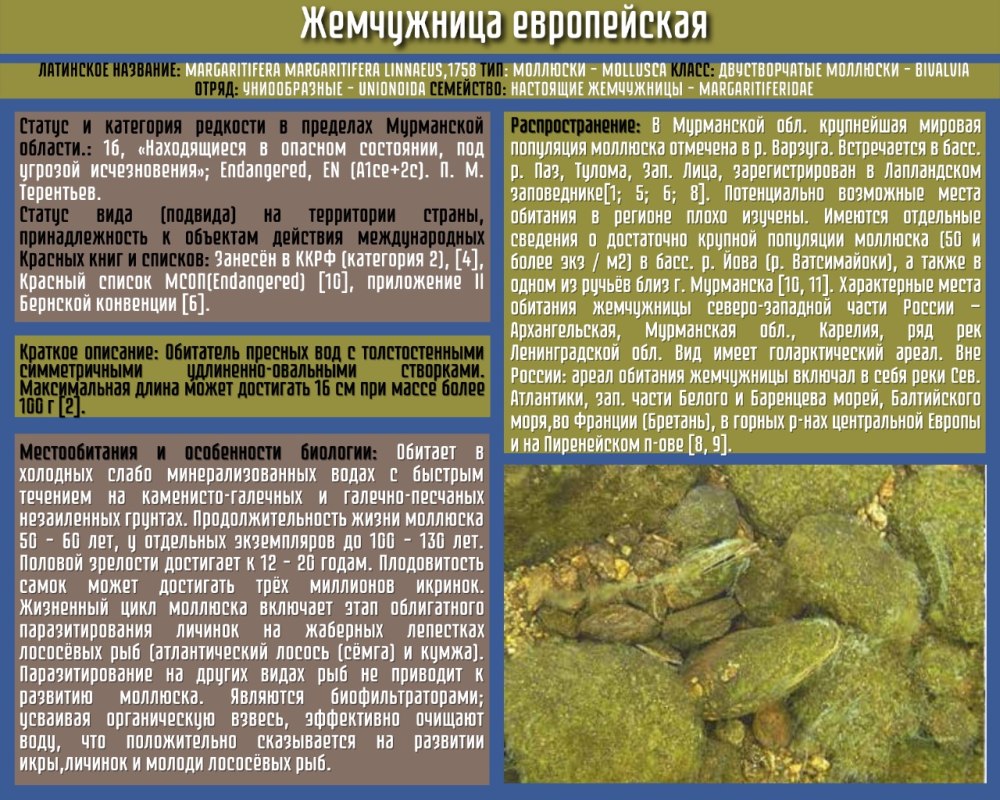 Акцилот рыба с текстом из красный книги и с легендой