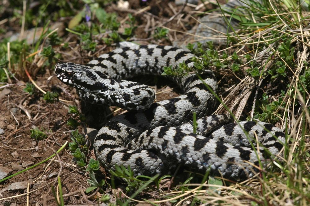 Обыкновенная гадюка (Vipera berus)