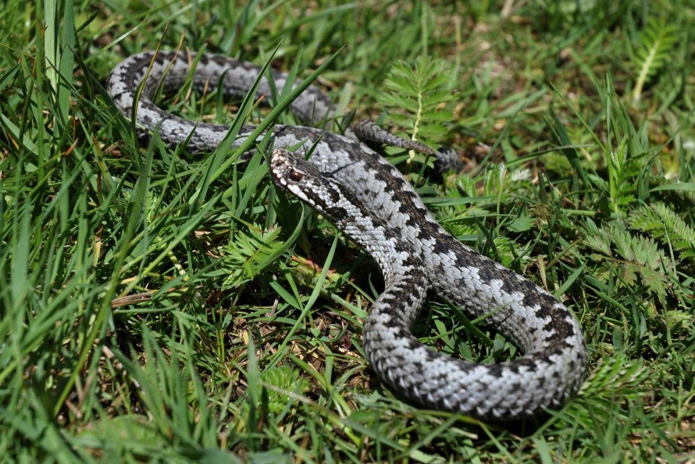 Восточная Степная гадюка (Vipera (Pelias) Renardi)