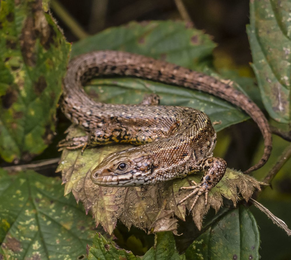 Живородящая ящерица (Lacerta vivipara)