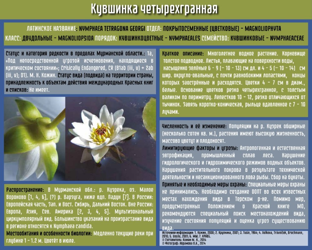Кувшинка четырехгранная красная книга Сахалинской области