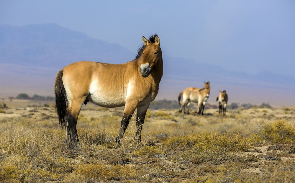 Лошадь Пржевальского Equus przewalskii