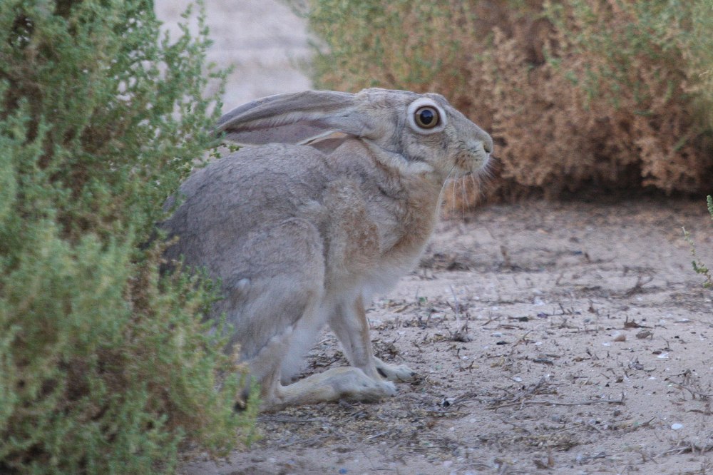 Pseudotrapelus arabicus