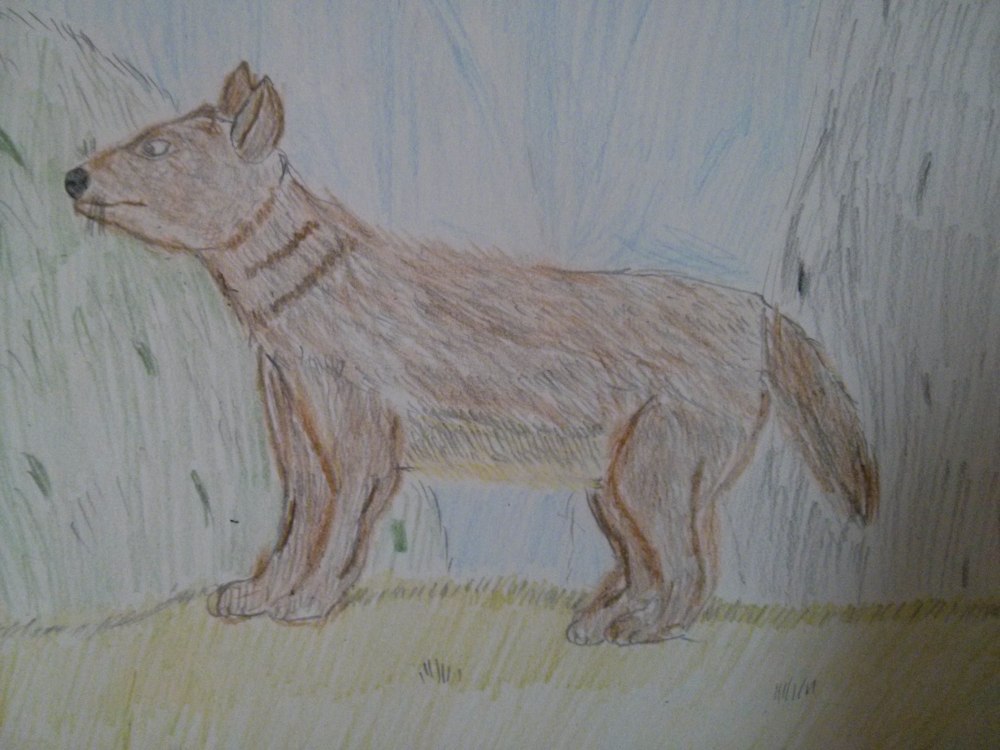 Sardinian Dhole