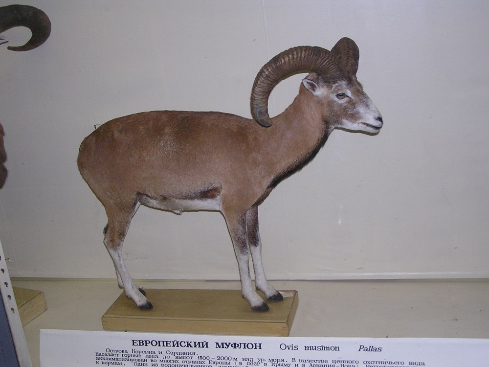 Европейский муфлон 88682 b