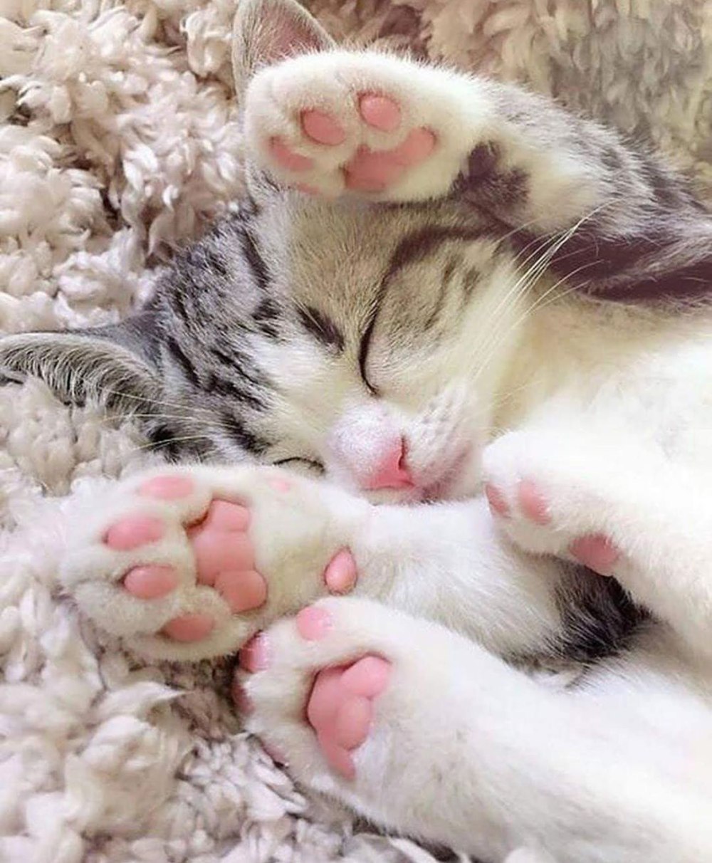 Милые спящие котята