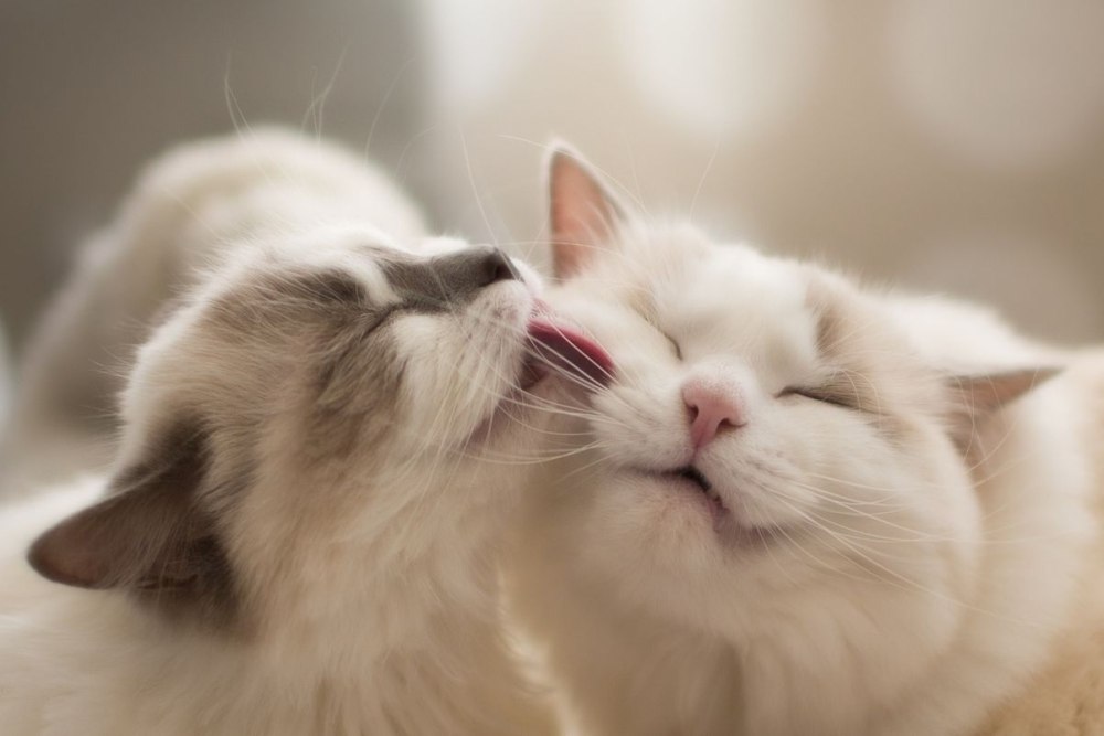 Котики любовь