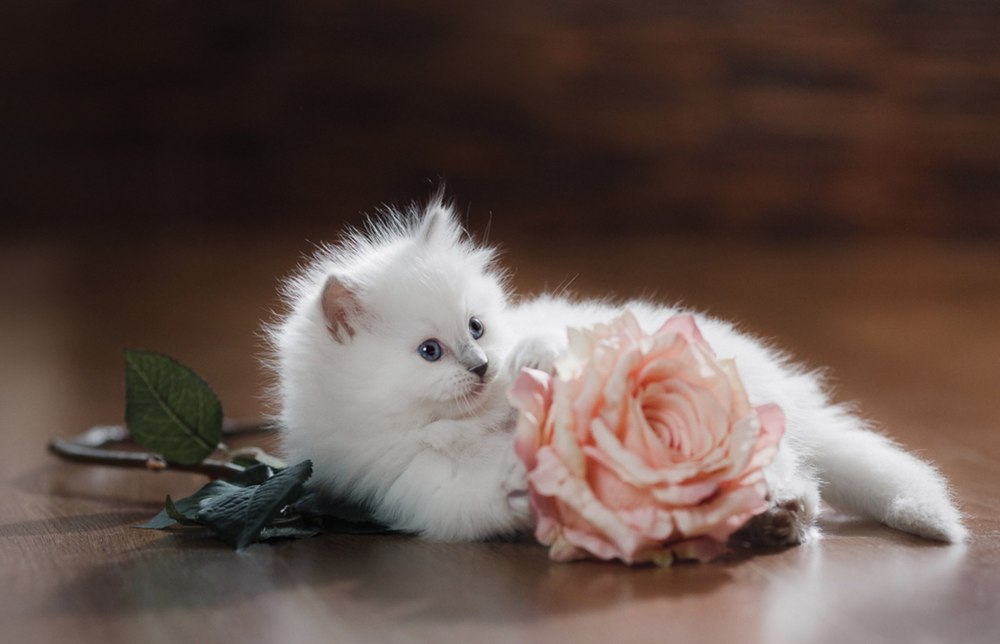 Котята милые и пушистые