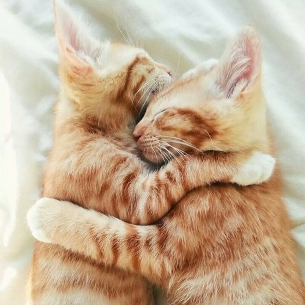 Нежные котики
