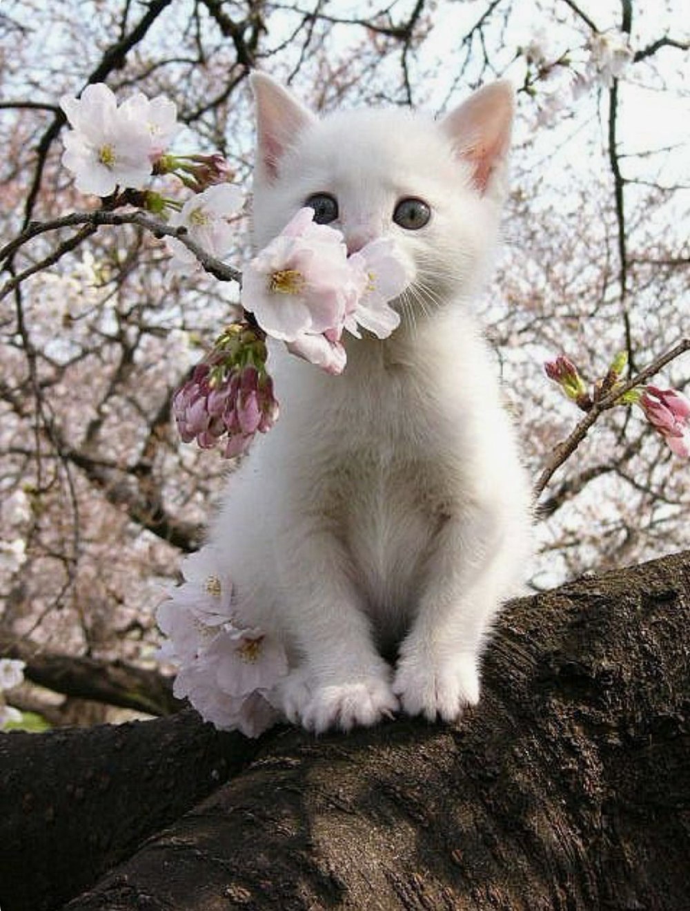 Кошки весной
