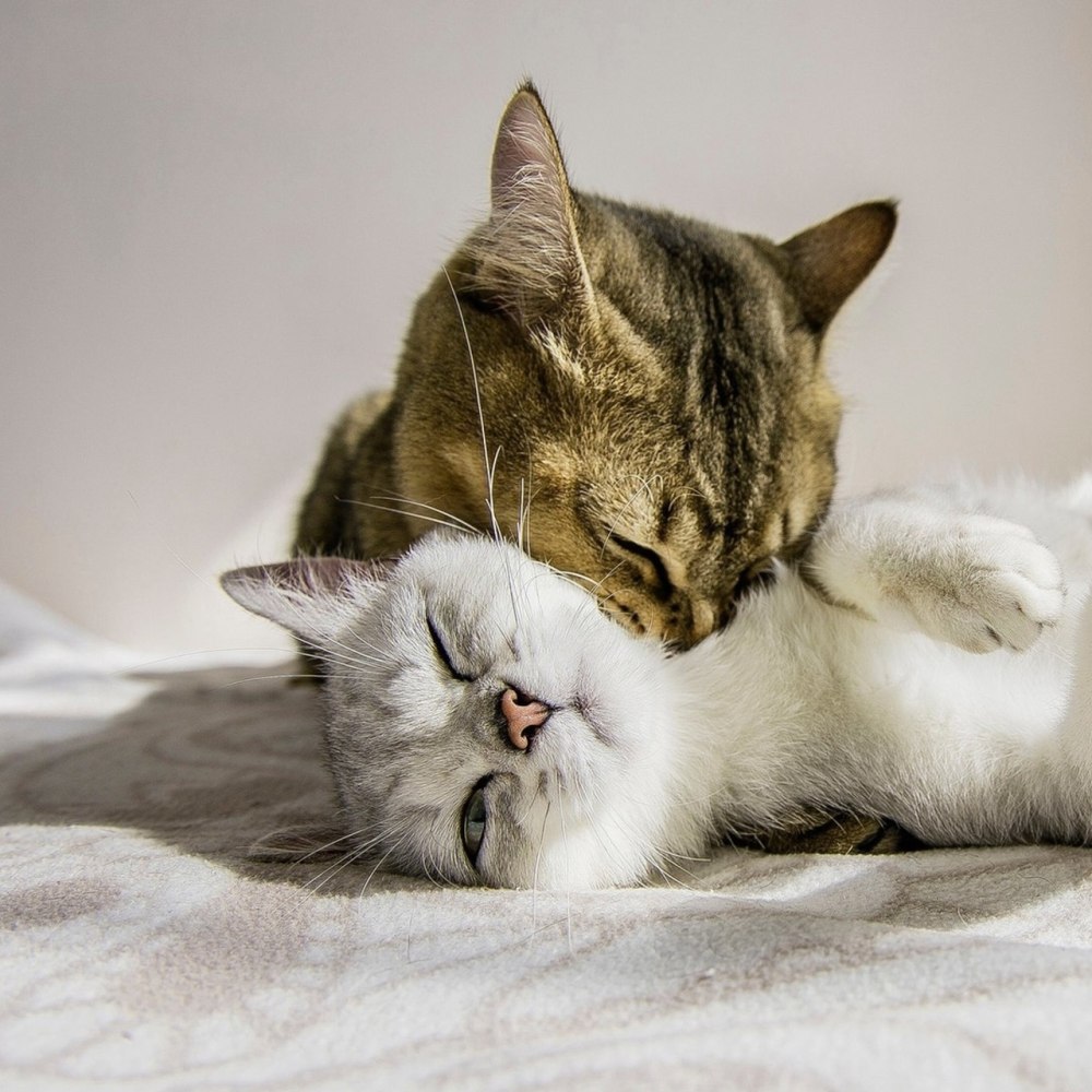 Влюбленные котики