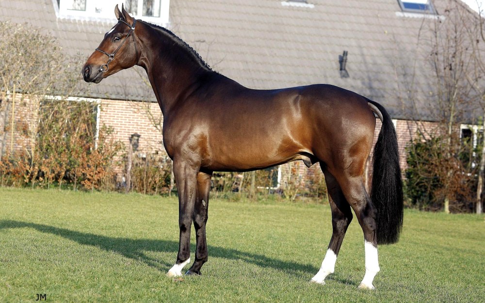 Порода лошадей голландская